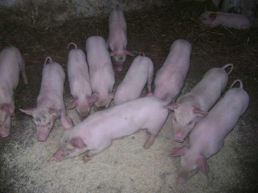 PURCEI PETRAN ALB 1 - PORCI PETRAN PATAT SI ALB 2017