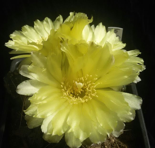 20170427_125014-1 - CACTUSI  2017