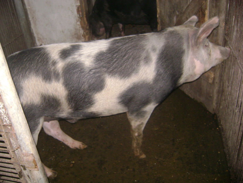 TINERET PETRAN PATAT - PORCI PETRAN PATAT SI ALB 2017