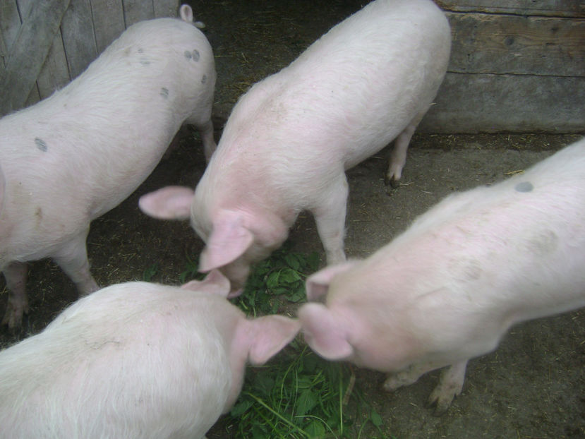 PETRAN ALB 4 - PORCI PETRAN PATAT SI ALB 2017