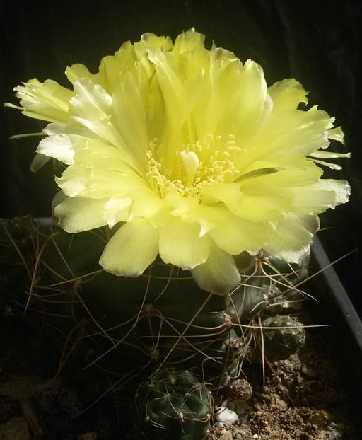 20170427_125019-1 - CACTUSI  2017