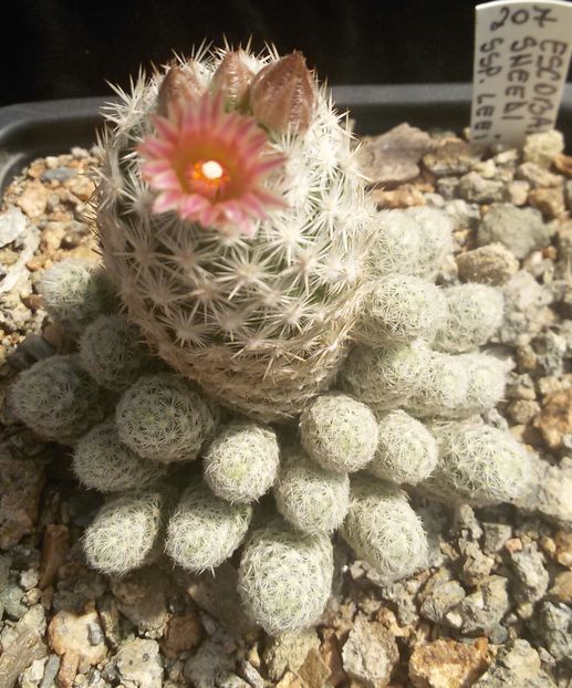 20170427_125056-1 - CACTUSI  2017