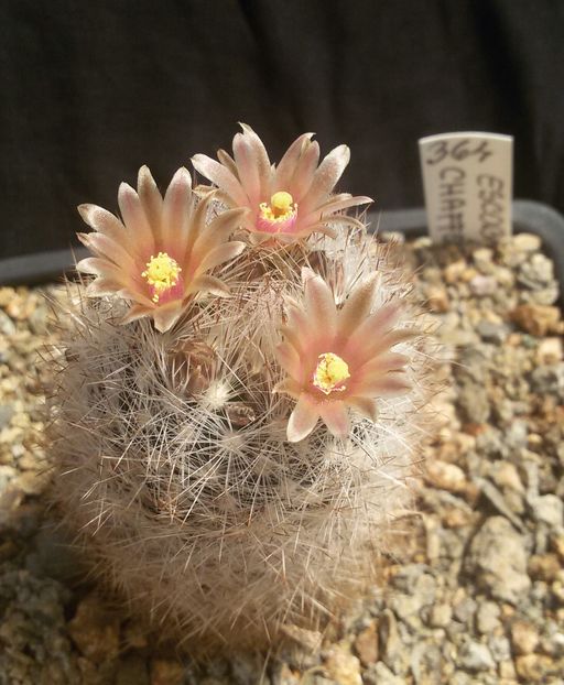 20170427_125122-1 - CACTUSI  2017