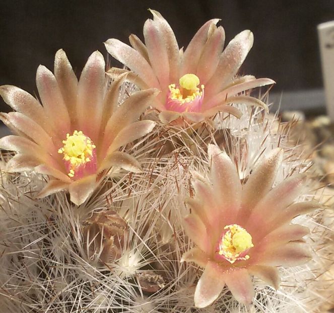 20170427_125122-2 - CACTUSI  2017