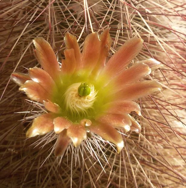 20170427_125221-1 - CACTUSI  2017