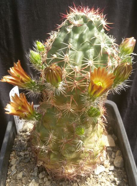 20170427_125257-1 - CACTUSI  2017