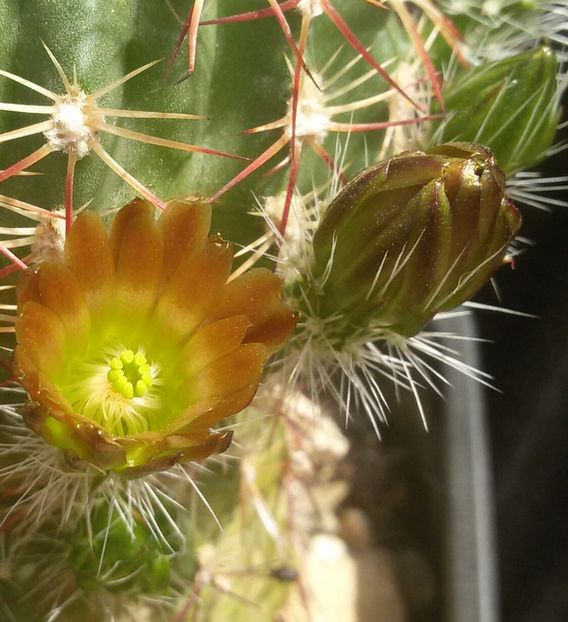 20170427_125310-1 - CACTUSI  2017