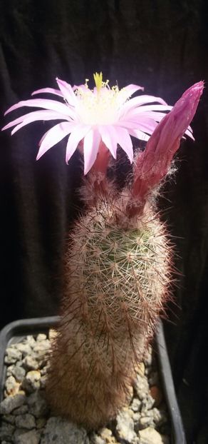 20170427_125345-1 - CACTUSI  2017