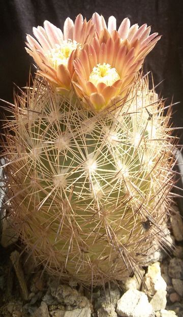 20170427_125519-1 - CACTUSI  2017