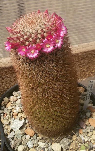 20170427_125606-1 - CACTUSI  2017