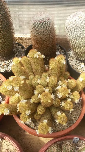  - CACTUSI  2017