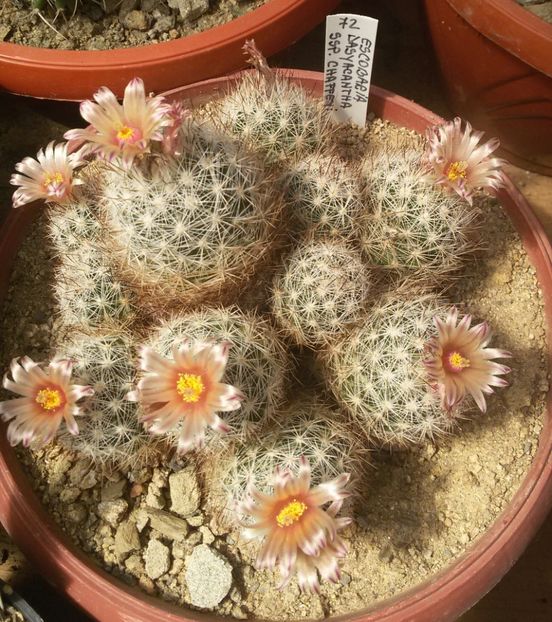 20170427_125615-1 - CACTUSI  2017