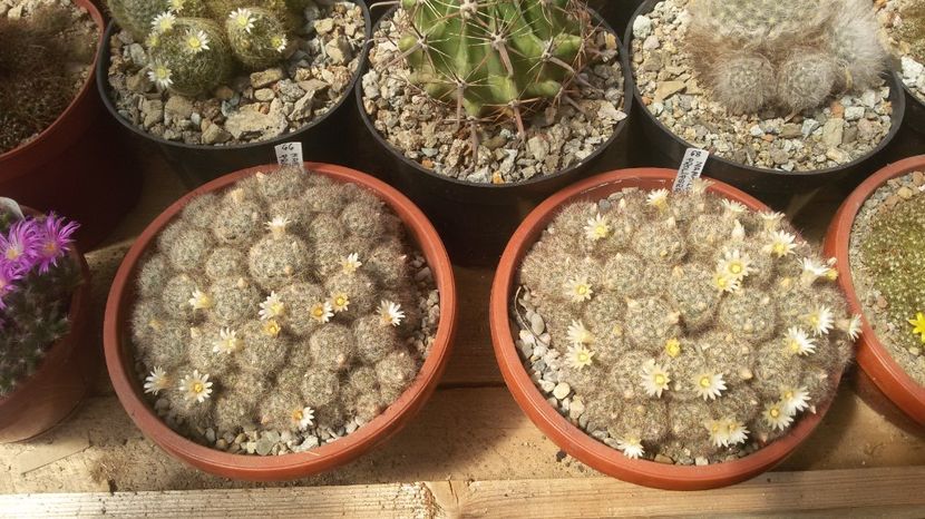  - CACTUSI  2017