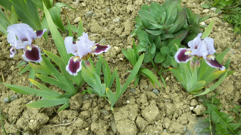 tmp_6377-20170427_153051244498293 - irisi 2017