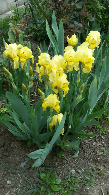 tmp_6377-20170427_153409691613090 - irisi 2017