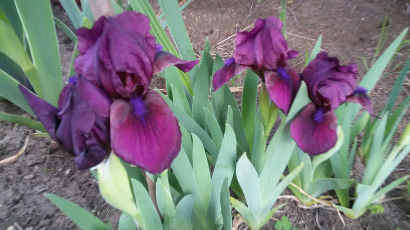 tmp_6377-20170426_194410-1603375175 - irisi 2017