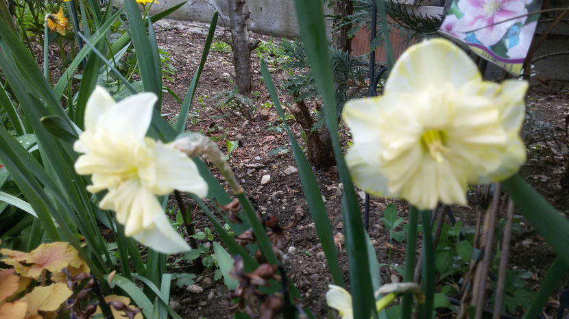 tmp_6377-20170428_0821531857853975 - primavara 2017