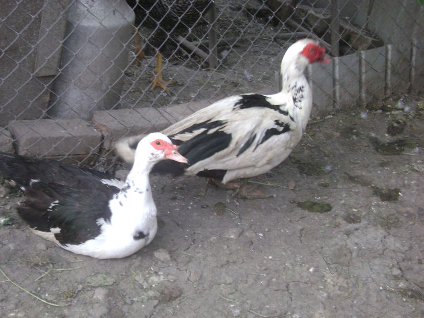 TINERET - RATE MUTE MATCA 2017