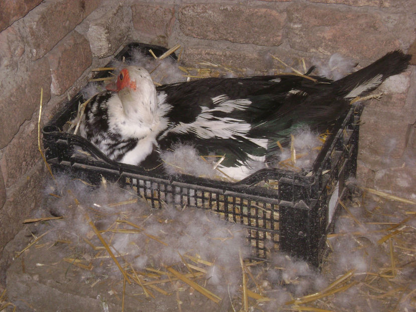 CLOSCA 1 - RATE MUTE MATCA 2017