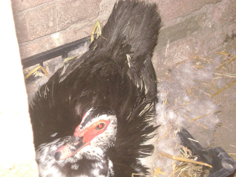 CLOSCA 3 - RATE MUTE MATCA 2017