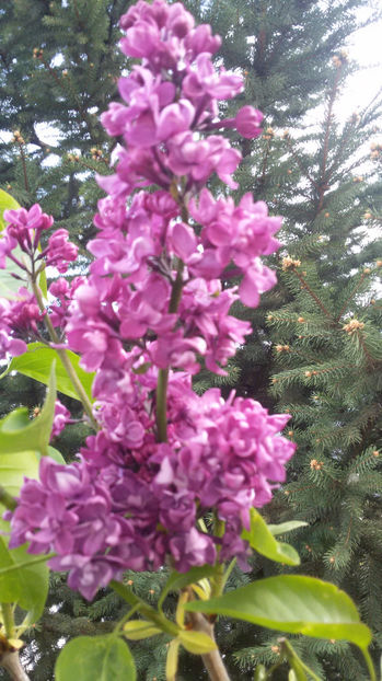 tmp_6377-20170426_1945001676417106 - primavara 2017