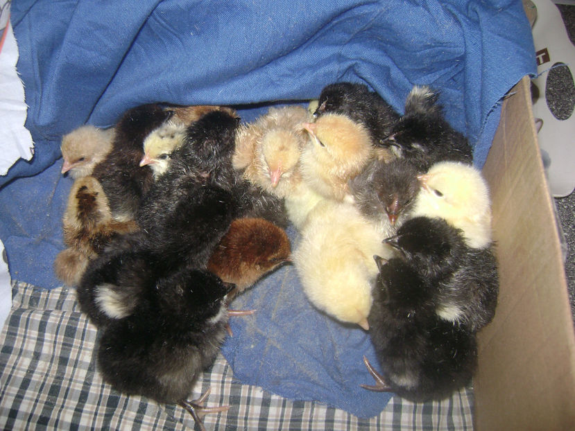 SERIA 2.1 - PUI DE RASA SI METISI  2017  2 SERII