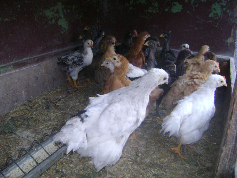 SERIA 1.1 - PUI DE RASA SI METISI  2017  2 SERII