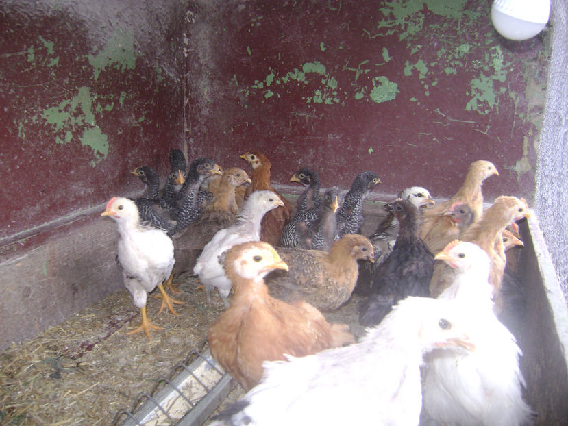 SERIA 1.1 - PUI DE RASA SI METISI  2017  2 SERII