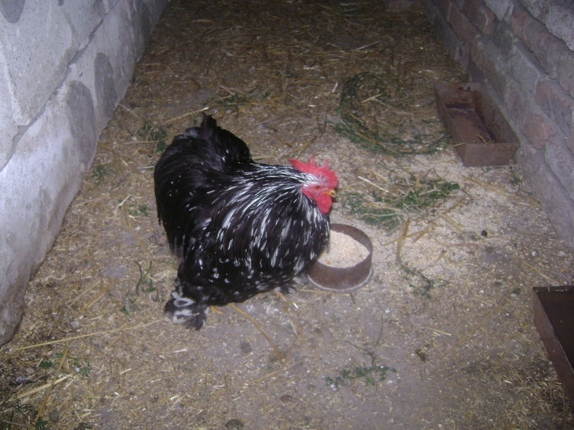 MATCA - COCHIN PITIC BOBAT 2017