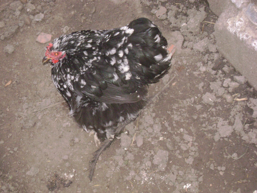 MATCA 2 - COCHIN PITIC BOBAT 2017