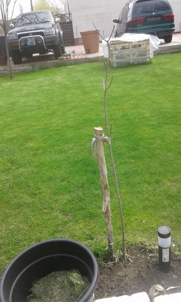 paw paw - plante- 2017