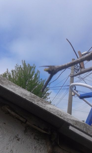 copacul de ciocolata - plante- 2017