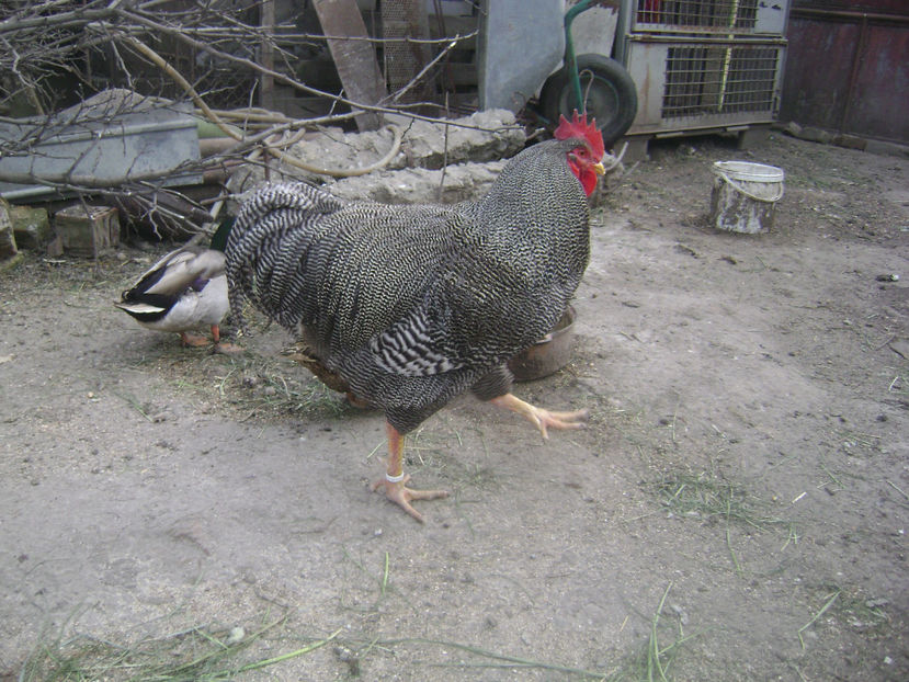 MATCA COCOS - PLYMOUTH BARAT 2017