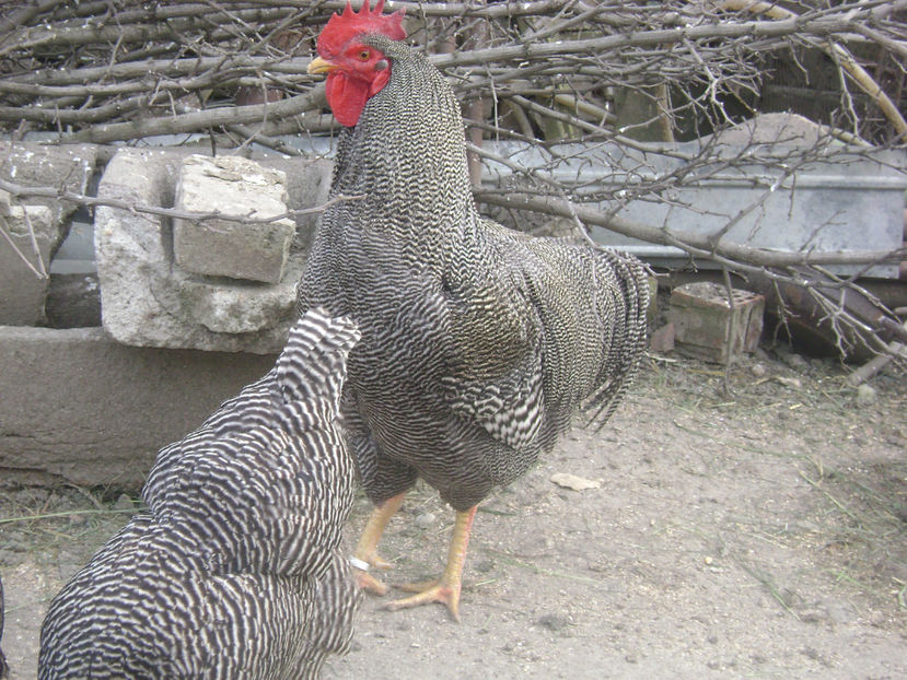 MATCA - PLYMOUTH BARAT 2017