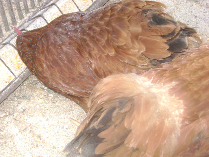 MATCA 2017.3 - MATCA NEW HEMISPHERE 2017