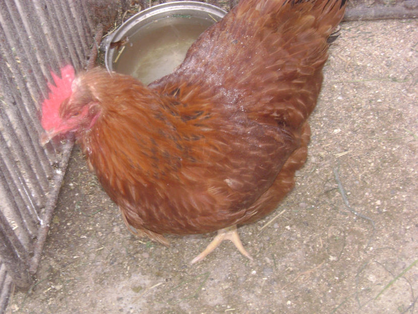 GAINA DIN MATCA - MATCA NEW HEMISPHERE 2017