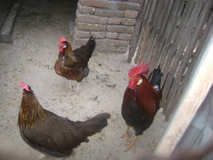 MATCA .1 - MATCA ITALIENE POTARNICHII 2017