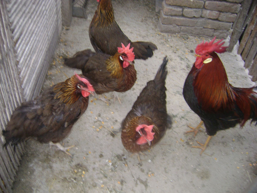 MATCA.2 - MATCA ITALIENE POTARNICHII 2017