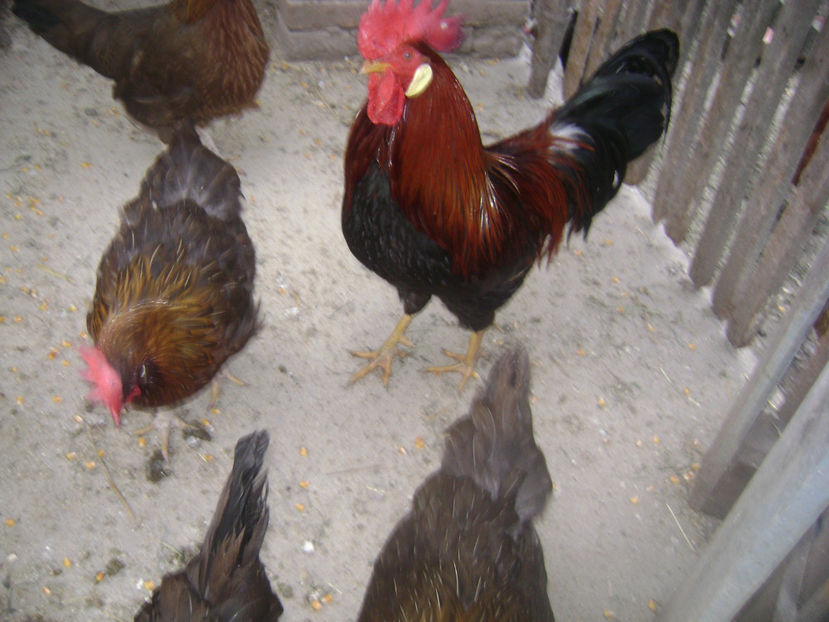 MATCA.3 - MATCA ITALIENE POTARNICHII 2017