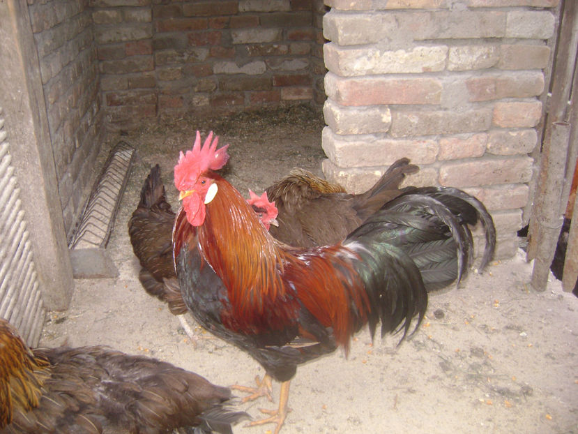 MATCA 4 - MATCA ITALIENE POTARNICHII 2017