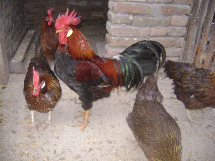 MATCA 5 - MATCA ITALIENE POTARNICHII 2017