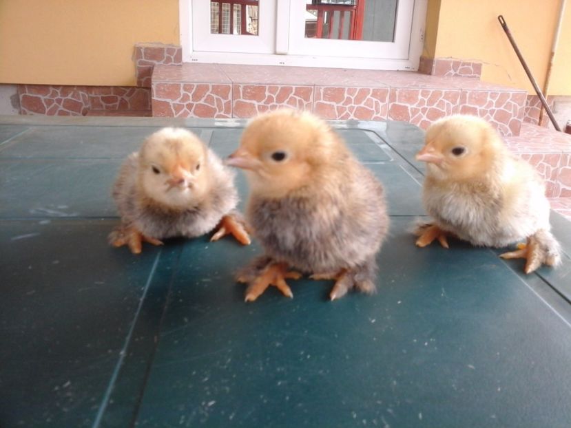  - MII DE FLORI LEMON