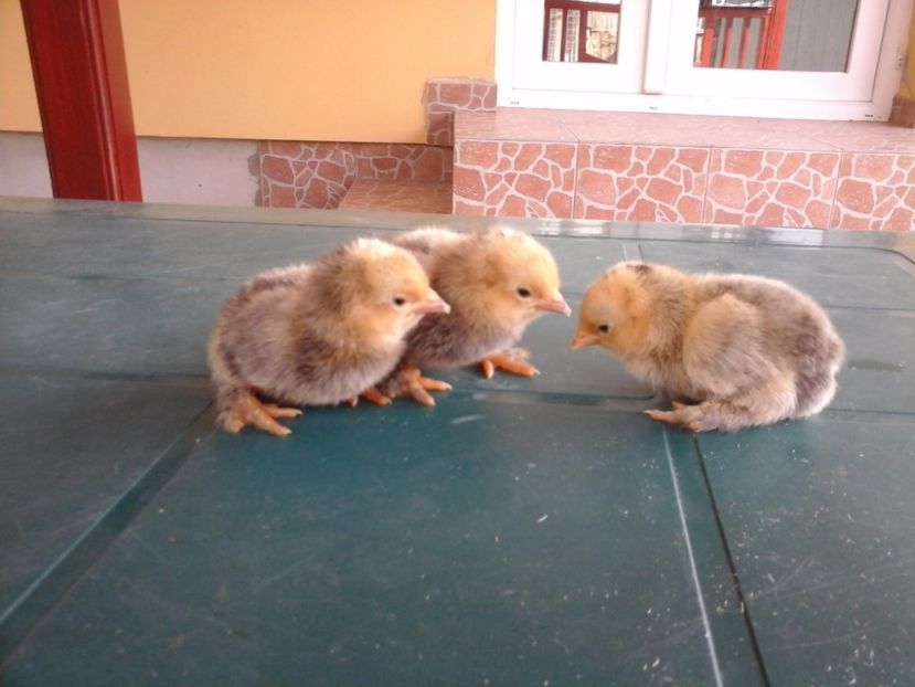  - MII DE FLORI LEMON