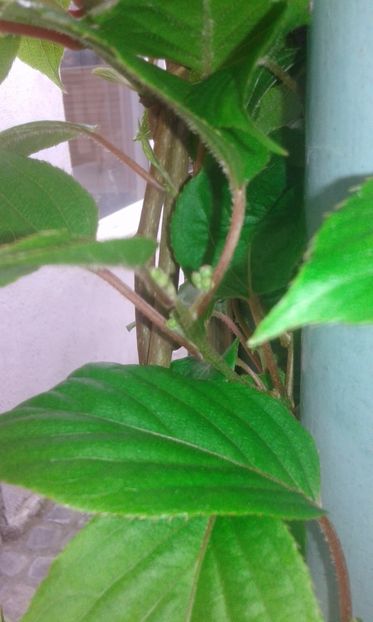 kiwi anastasia roze - plante- 2017