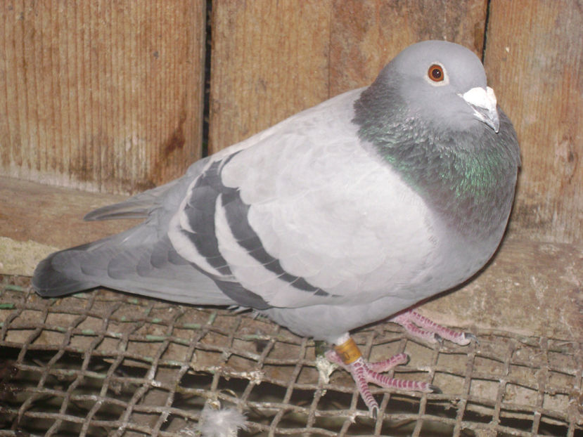  - MATCA POSTASI VOIAJORI  2017