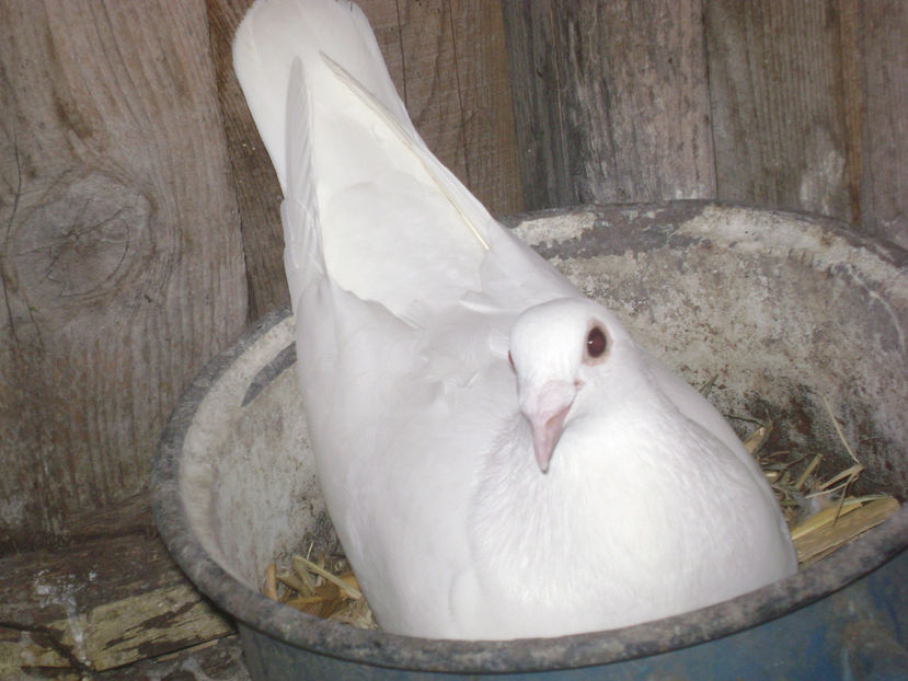  - MATCA POSTASI VOIAJORI  2017