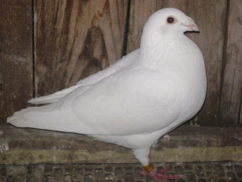  - MATCA POSTASI VOIAJORI  2017