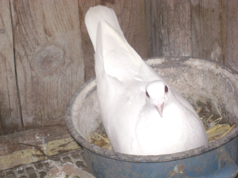  - MATCA POSTASI VOIAJORI  2017