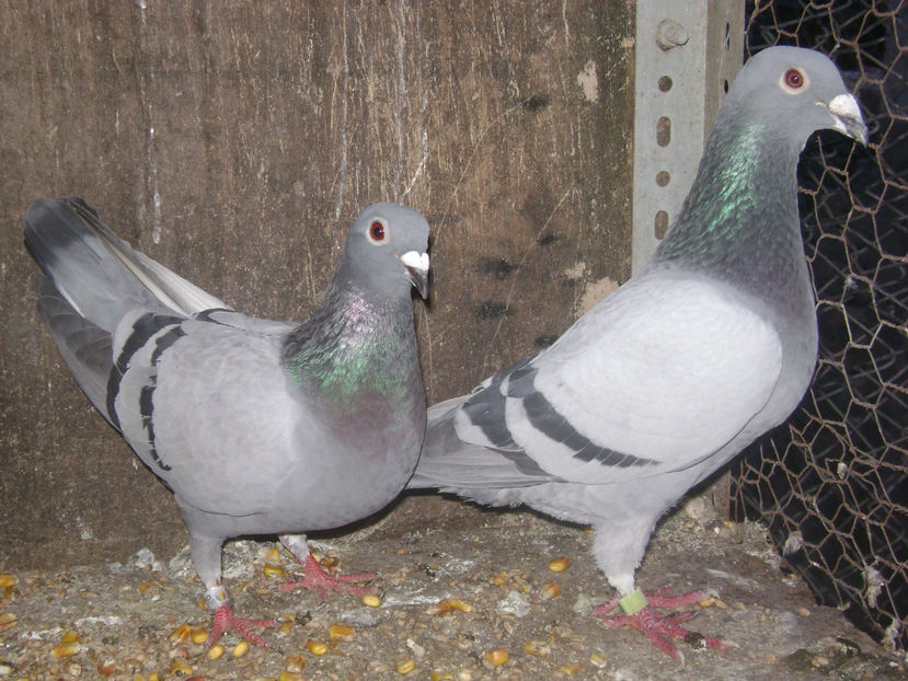  - MATCA POSTASI VOIAJORI  2017