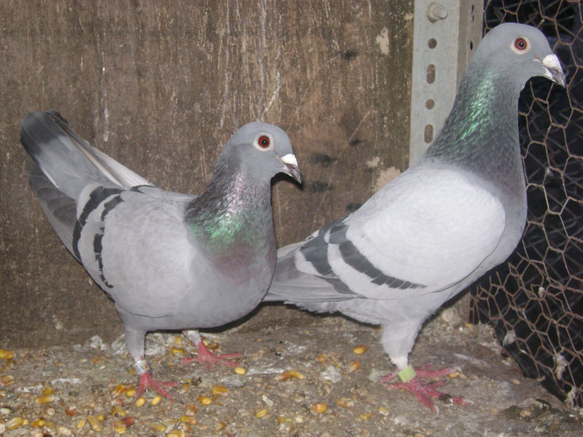  - MATCA POSTASI VOIAJORI  2017